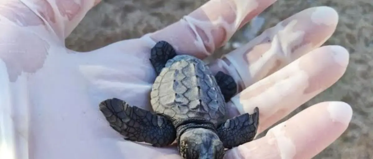 Le tartarughe marine amano i lidi del Sud: la Calabria meta preferita per la nidificazione