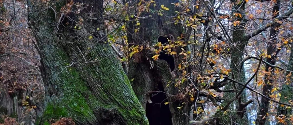 Corigliano Rossano, il Comune torna in possesso delle aree boschive. Il sindaco: «Un risultato straordinario»