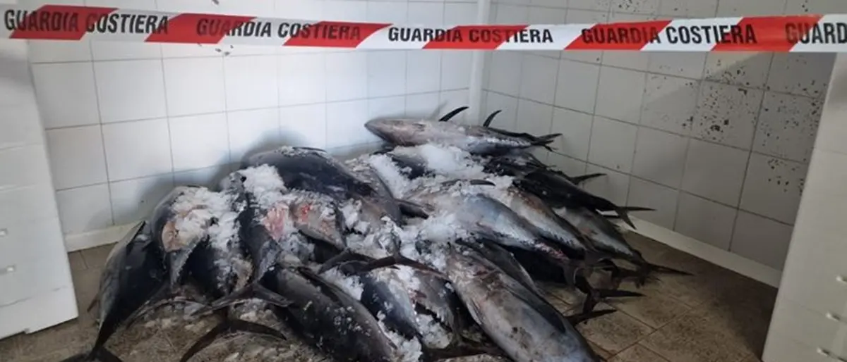 Crotone, la Guardia costiera sequestra trecento chili di tonno alalunga