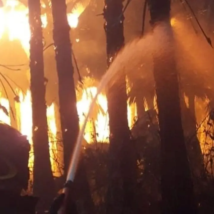 Incendio in un bosco nel Catanzarese, identificati due piromani grazie alle telecamere