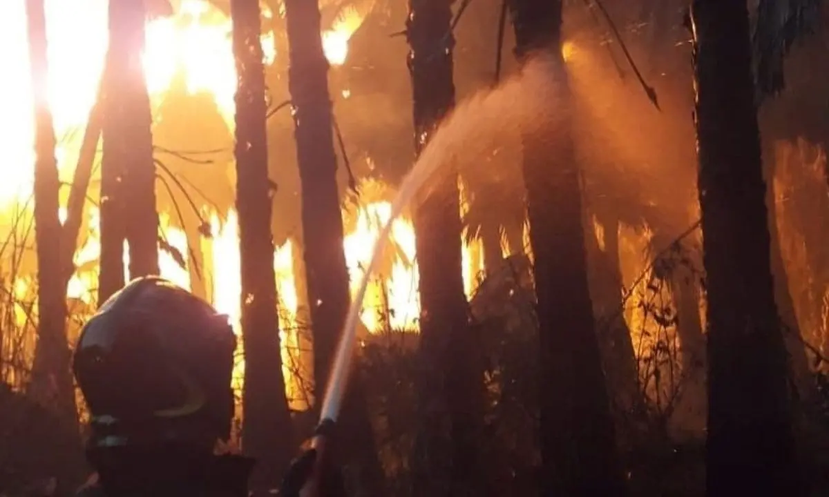 Incendio in un bosco nel Catanzarese, identificati due piromani grazie alle telecamere