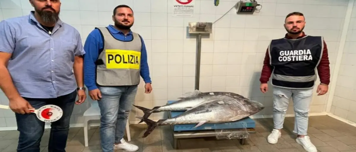 A Cirò Marina sequestrati 190 chili di prodotto ittico non tracciato: multa da 1500 euro per il trasportatore