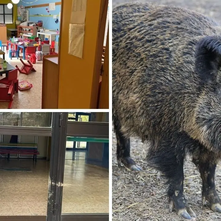 Cinghiali sfondano la porta d’ingresso di un asilo ed entrano in classe: panico tra i bambini