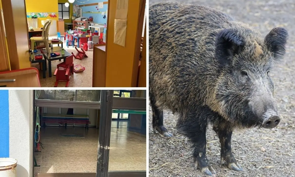 Cinghiali sfondano la porta d’ingresso di un asilo ed entrano in classe: panico tra i bambini