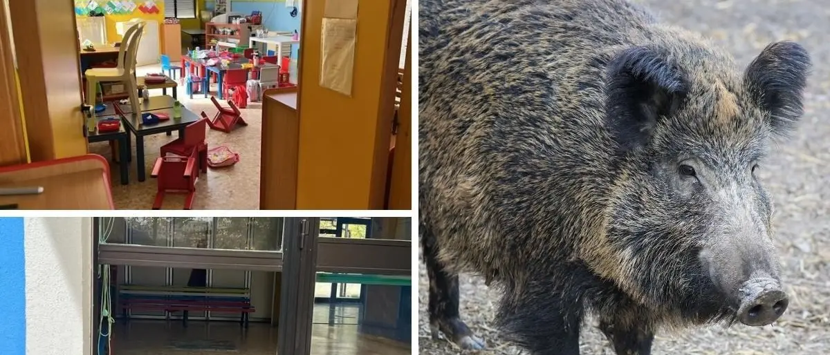 Cinghiali sfondano la porta d’ingresso di un asilo ed entrano in classe: panico tra i bambini