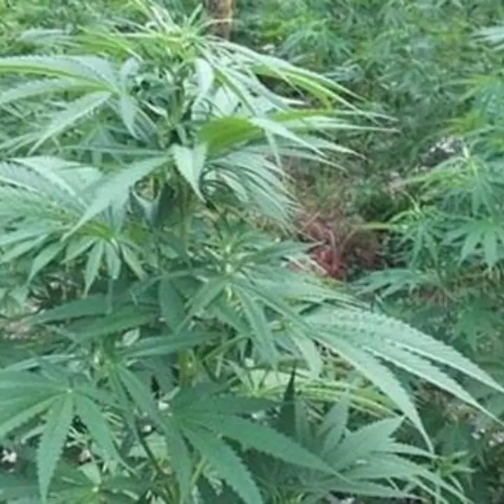 Scoperte e sequestrate 50 piante di marijuana, tre fucili e munizioni in un’area demaniale del Reggino