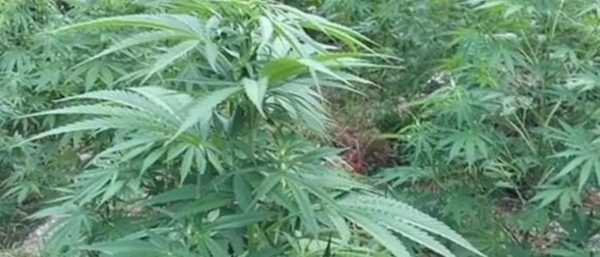 Scoperte e sequestrate 50 piante di marijuana, tre fucili e munizioni in un’area demaniale del Reggino