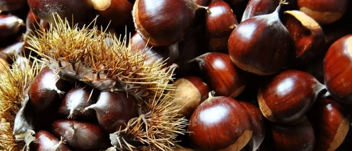 Prodotti tipici, musica tradizionale e giochi in piazza: a Cardeto tutto pronto per la sagra della castagna