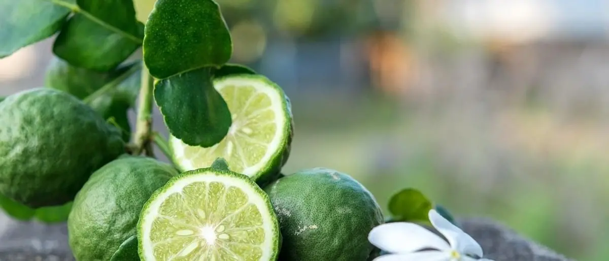 I miti del gusto, a Reggio Calabria degustazioni e laboratori per coniugare storia e cibo