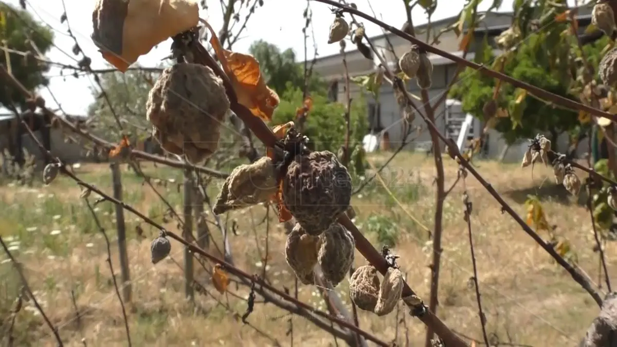 Siccità, Occhiuto chiama Terna: ok a 2,5 milioni di metri cubi d’acqua per la provincia di Crotone