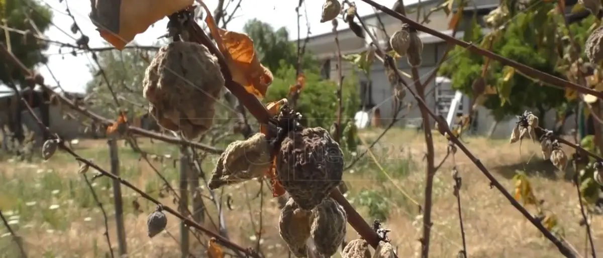 Siccità, Occhiuto chiama Terna: ok a 2,5 milioni di metri cubi d’acqua per la provincia di Crotone