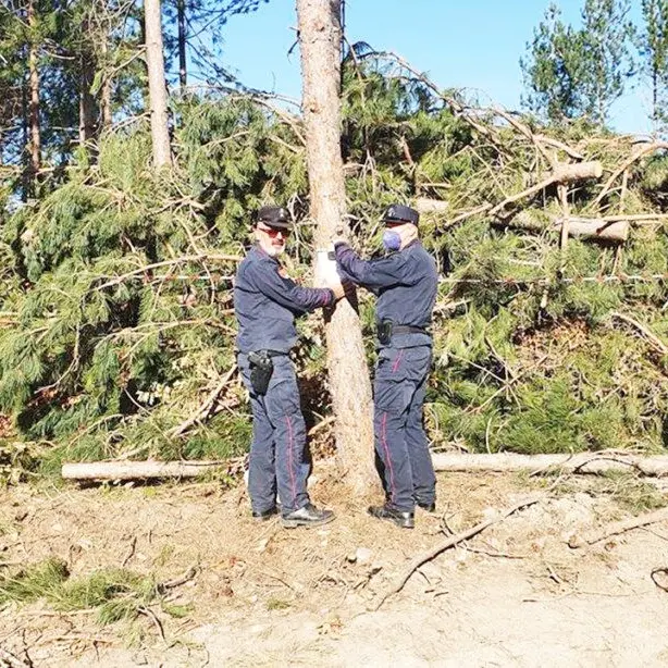 Oltre 500 alberi tagliati abusivamente in Sila: 3 denunce e 20mila euro di multa