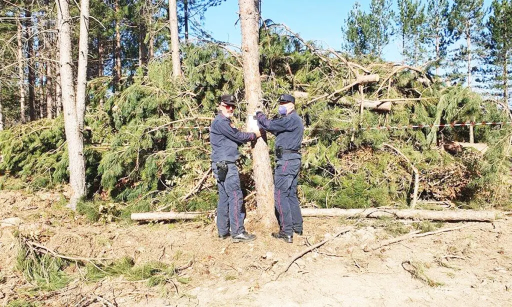 Oltre 500 alberi tagliati abusivamente in Sila: 3 denunce e 20mila euro di multa