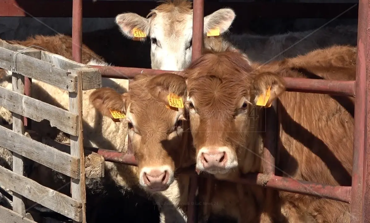 Veterinaria 25enne muore schiacciata da un bovino che stava visitando, dramma nel Veronese