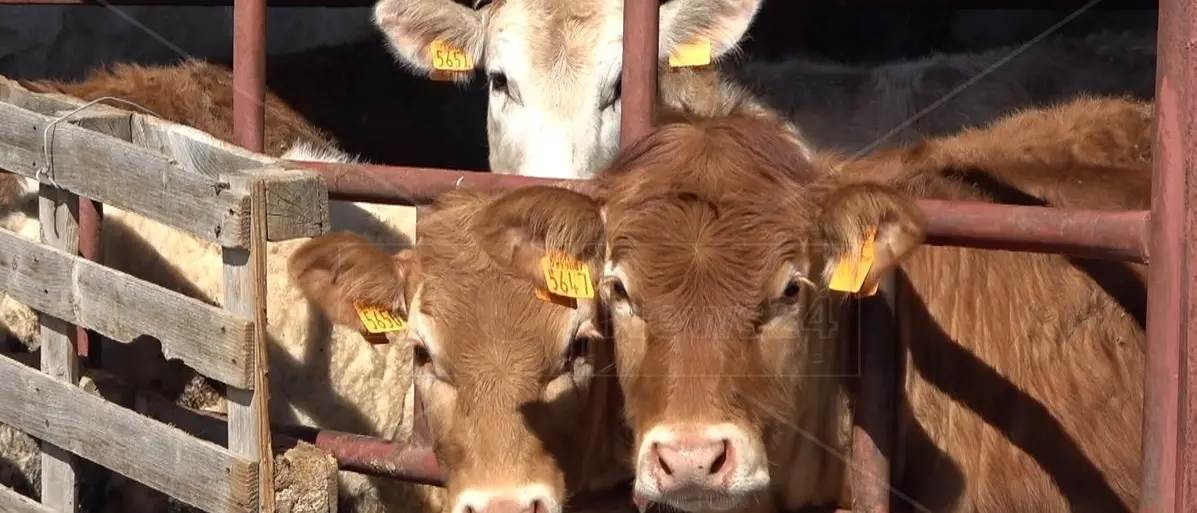 Veterinaria 25enne muore schiacciata da un bovino che stava visitando, dramma nel Veronese