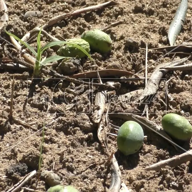 Il maltempo devasta aziende agricole nel Reggino, Condifesa: «Grandine e forte vento danneggiano anche le olive»