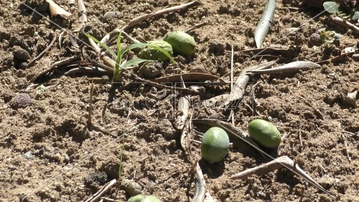 Il maltempo devasta aziende agricole nel Reggino, Condifesa: «Grandine e forte vento danneggiano anche le olive»