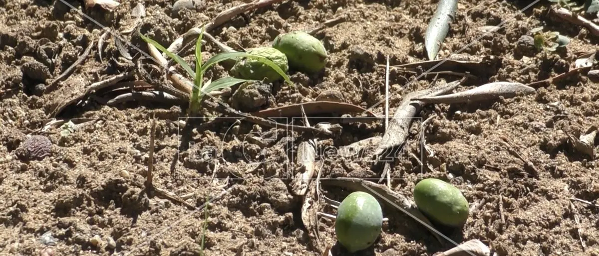 Il maltempo devasta aziende agricole nel Reggino, Condifesa: «Grandine e forte vento danneggiano anche le olive»