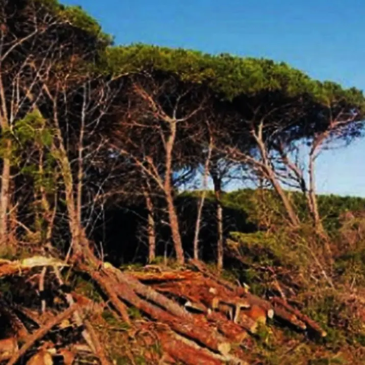 Abbattuti 50 alberi all’interno della pineta di Pizzo: scatta il sequestro dell’area