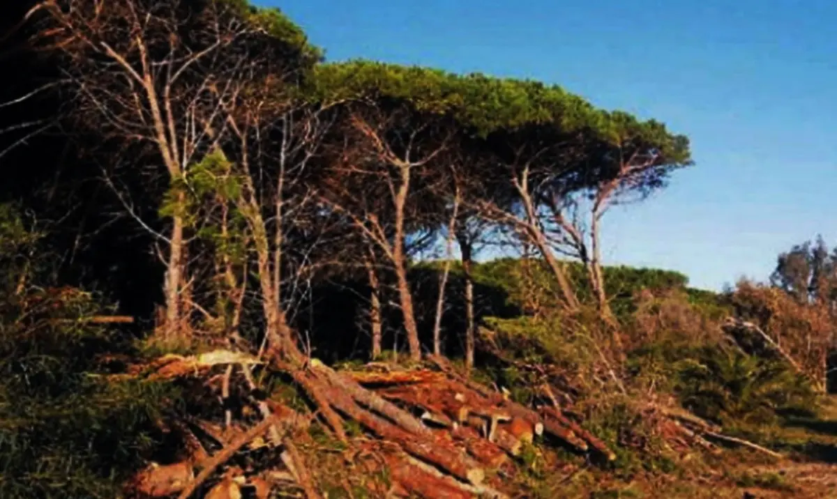 Abbattuti 50 alberi all’interno della pineta di Pizzo: scatta il sequestro dell’area