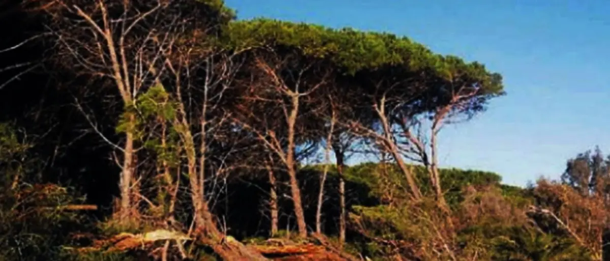 Abbattuti 50 alberi all’interno della pineta di Pizzo: scatta il sequestro dell’area