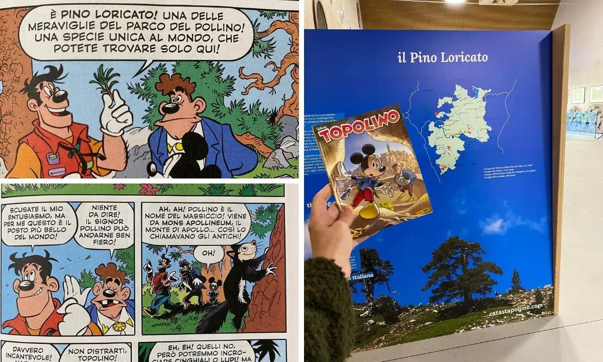 Topolino arriva sul Pollino per investigare sul pino loricato: la Calabria nell’ultimo numero del fumetto Disney