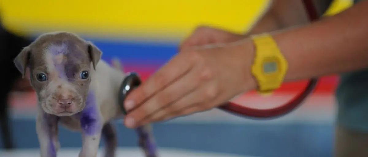 A Roma nascerà un ospedale veterinario pubblico: sarà il primo in Italia