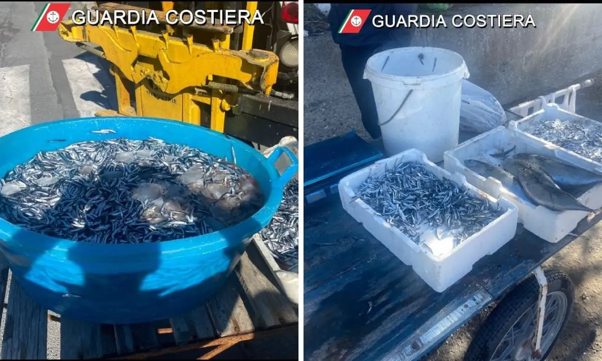 Vibo Marina, la guardia costiera sequestra 100 chili di pescato a un ambulante