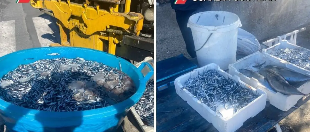 Vibo Marina, la guardia costiera sequestra 100 chili di pescato a un ambulante
