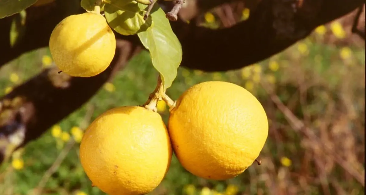 Bergamotto Igp, Marcello Foti: «Ricorreremo anche a Bruxelles»\n