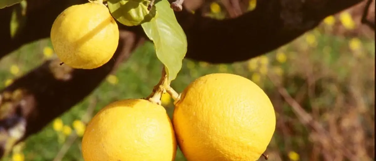 Dalla Regione 2,7 milioni di euro per incrementare la produzione di bergamotto