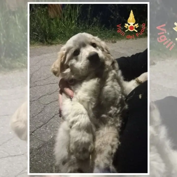 Catanzaro, i vigili del fuoco soccorrono un cucciolo in una scarpata
