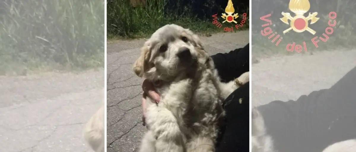 Catanzaro, i vigili del fuoco soccorrono un cucciolo in una scarpata