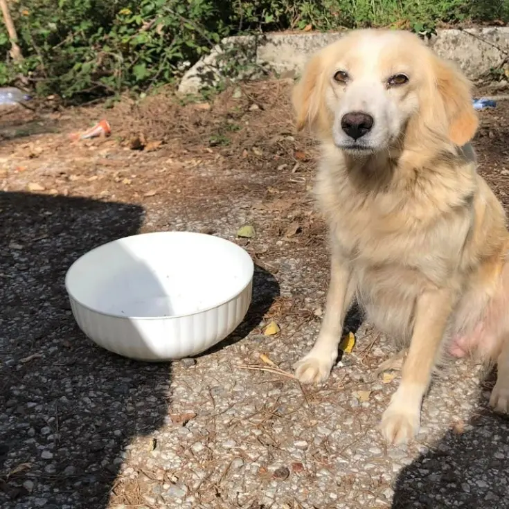 Balzoo Serra San Bruno, nel Vibonese una nuova associazione che aiuta i randagi a trovare casa