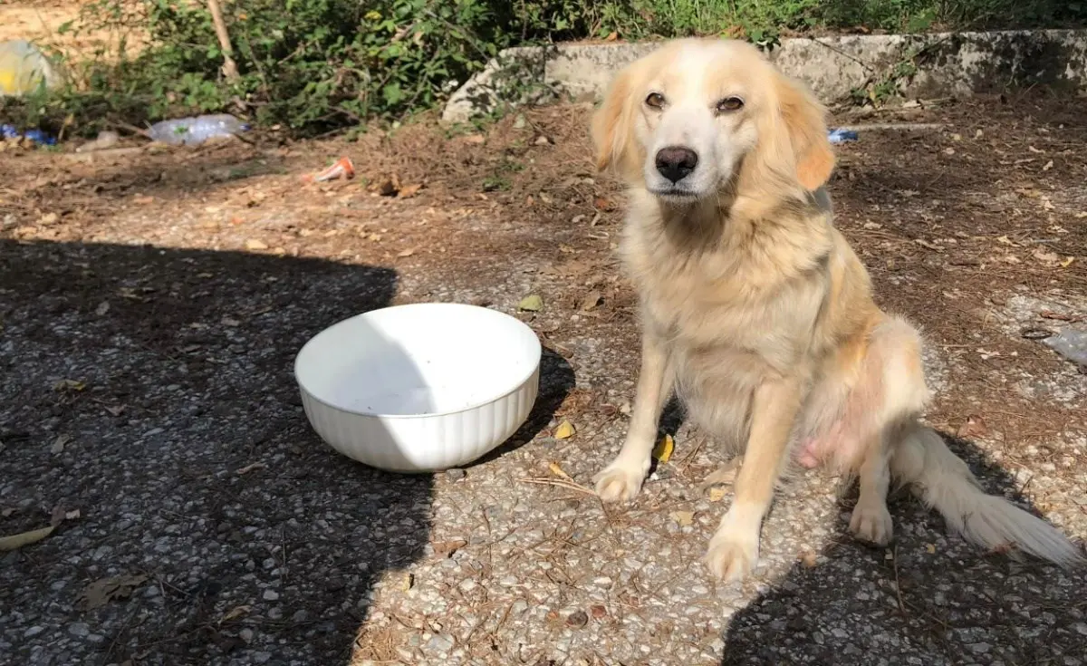 Balzoo Serra San Bruno, nel Vibonese una nuova associazione che aiuta i randagi a trovare casa