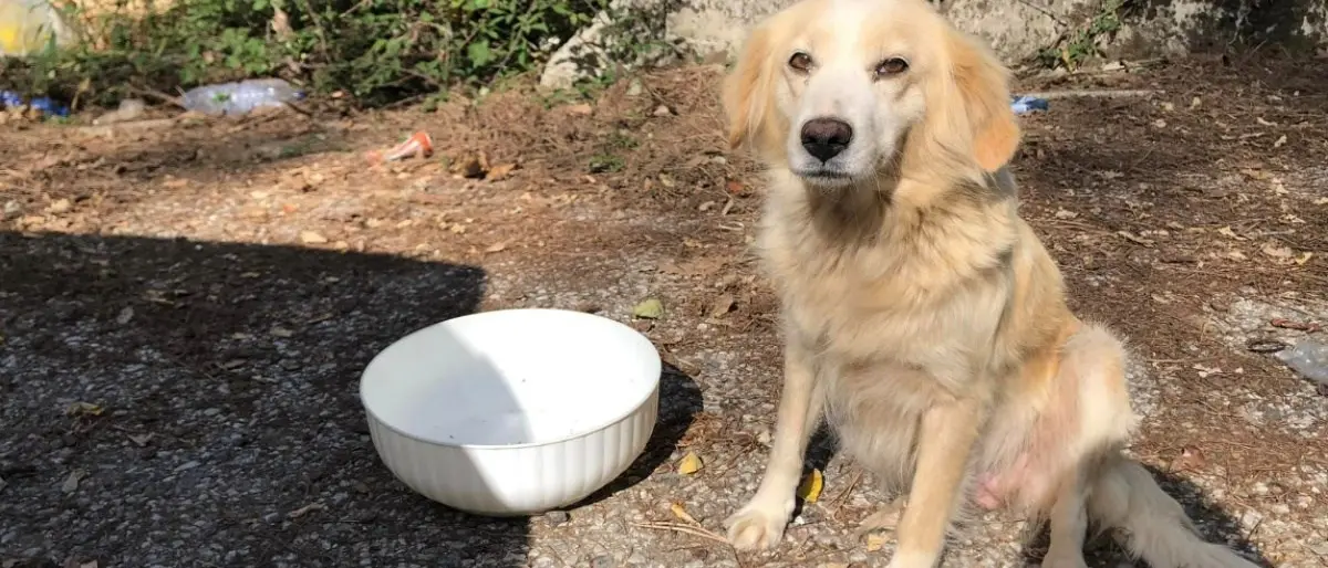 Balzoo Serra San Bruno, nel Vibonese una nuova associazione che aiuta i randagi a trovare casa
