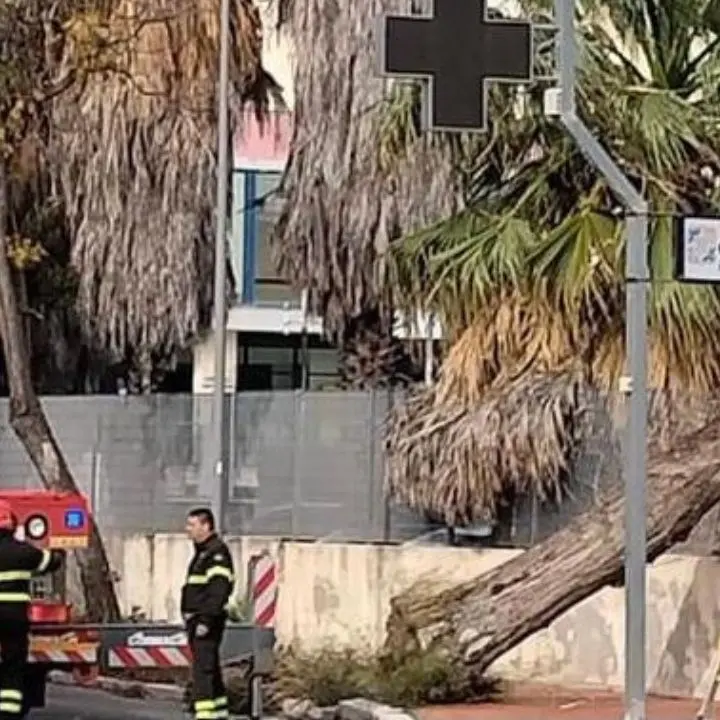 Crotone, danni in città a causa del forte vento: un’auto schiacciata da un albero
