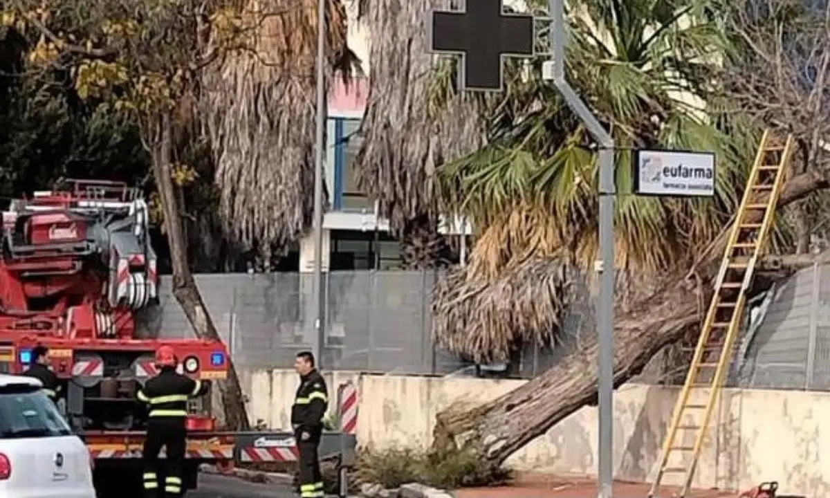 Crotone, danni in città a causa del forte vento: un’auto schiacciata da un albero