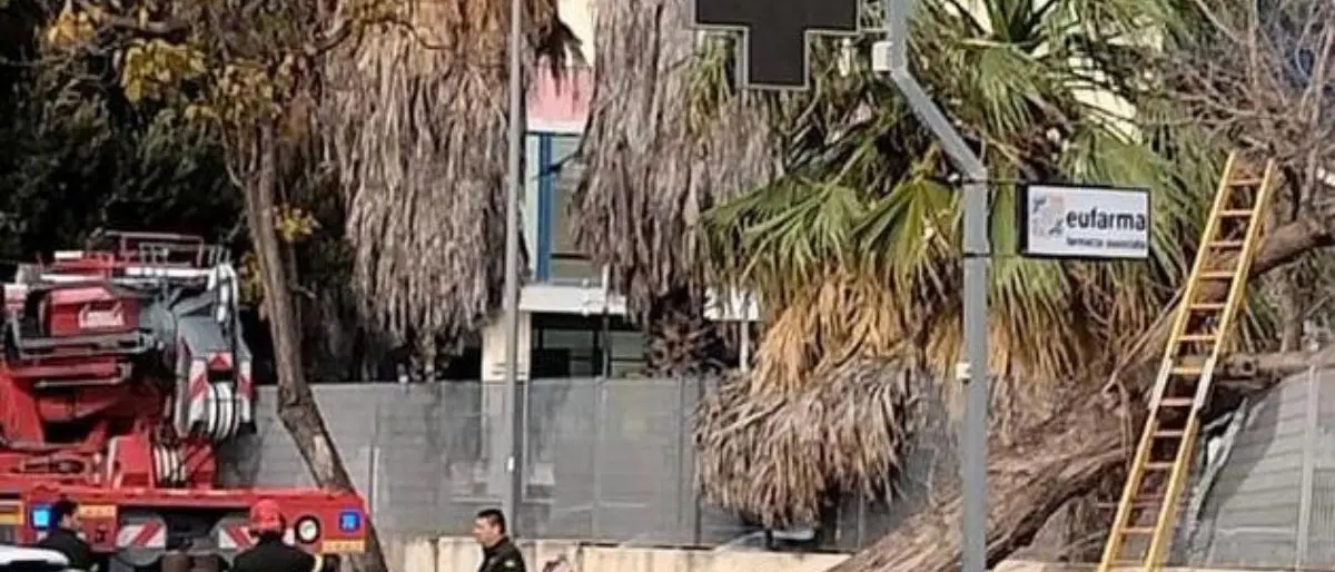 Crotone, danni in città a causa del forte vento: un’auto schiacciata da un albero