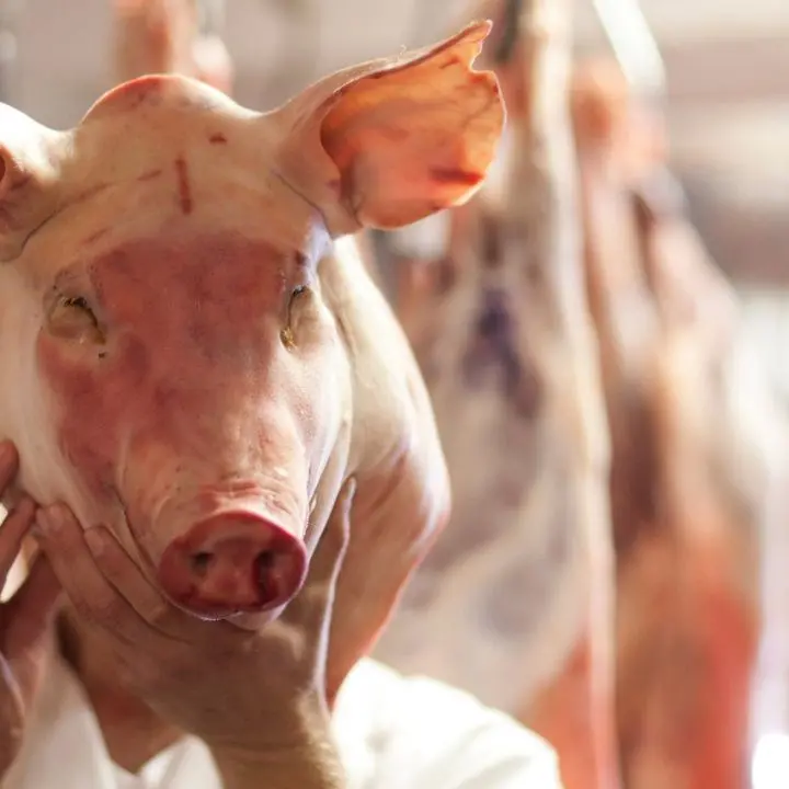 ‘Ndrangheta fai-da-te, testa di maiale comprata in macelleria (con tanto di scontrino) per mettere in riga chi sgarrava