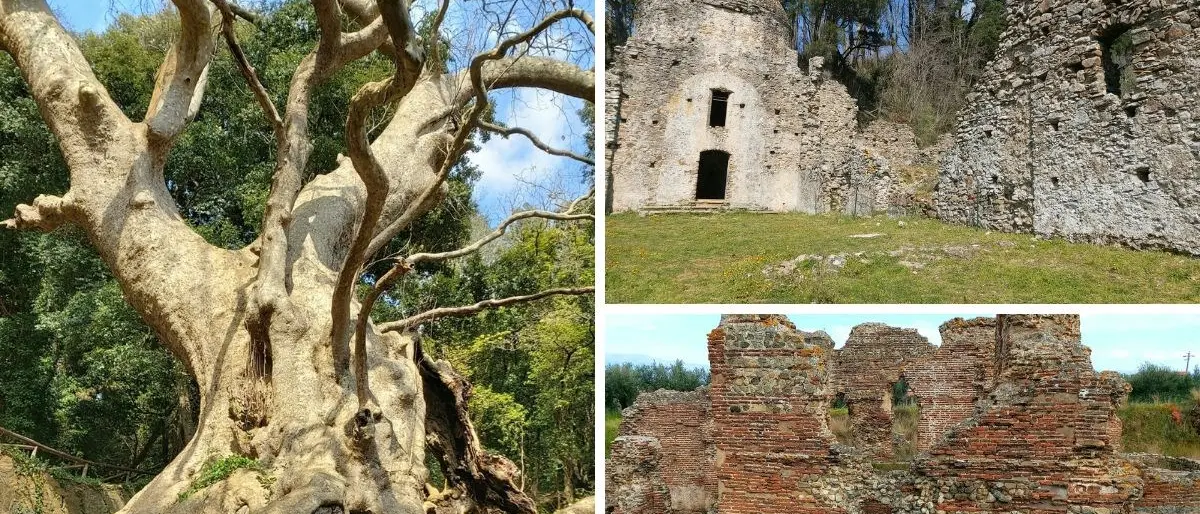 Non solo il platano millenario, Curinga è una bellezza tutta da scoprire