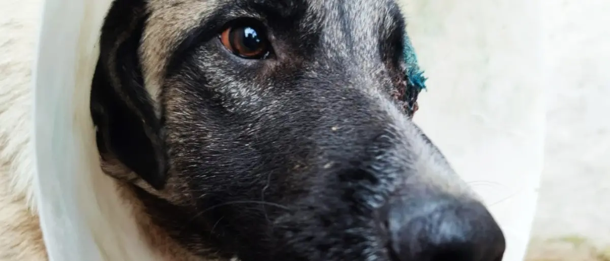 Picchiano un randagio fino a fargli perdere un occhio, residenti pagano per curarlo