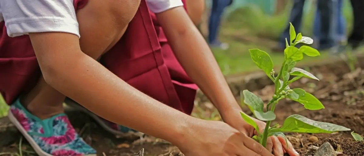 San Ferdinando, donati 50 nuovi alberi per implementare il verde pubblico