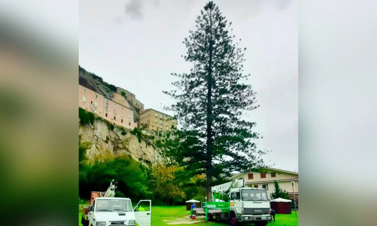 Ad Amantea un albero di Natale da Guinness dei primati: «38 metri, sarà il più alto d’Italia»