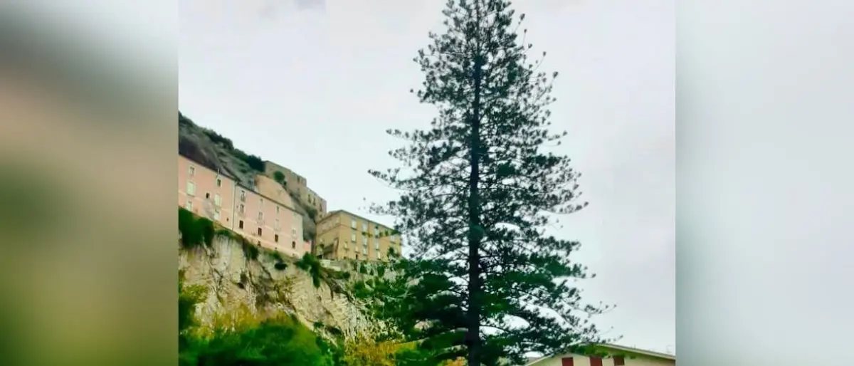 Ad Amantea un albero di Natale da Guinness dei primati: «38 metri, sarà il più alto d’Italia»