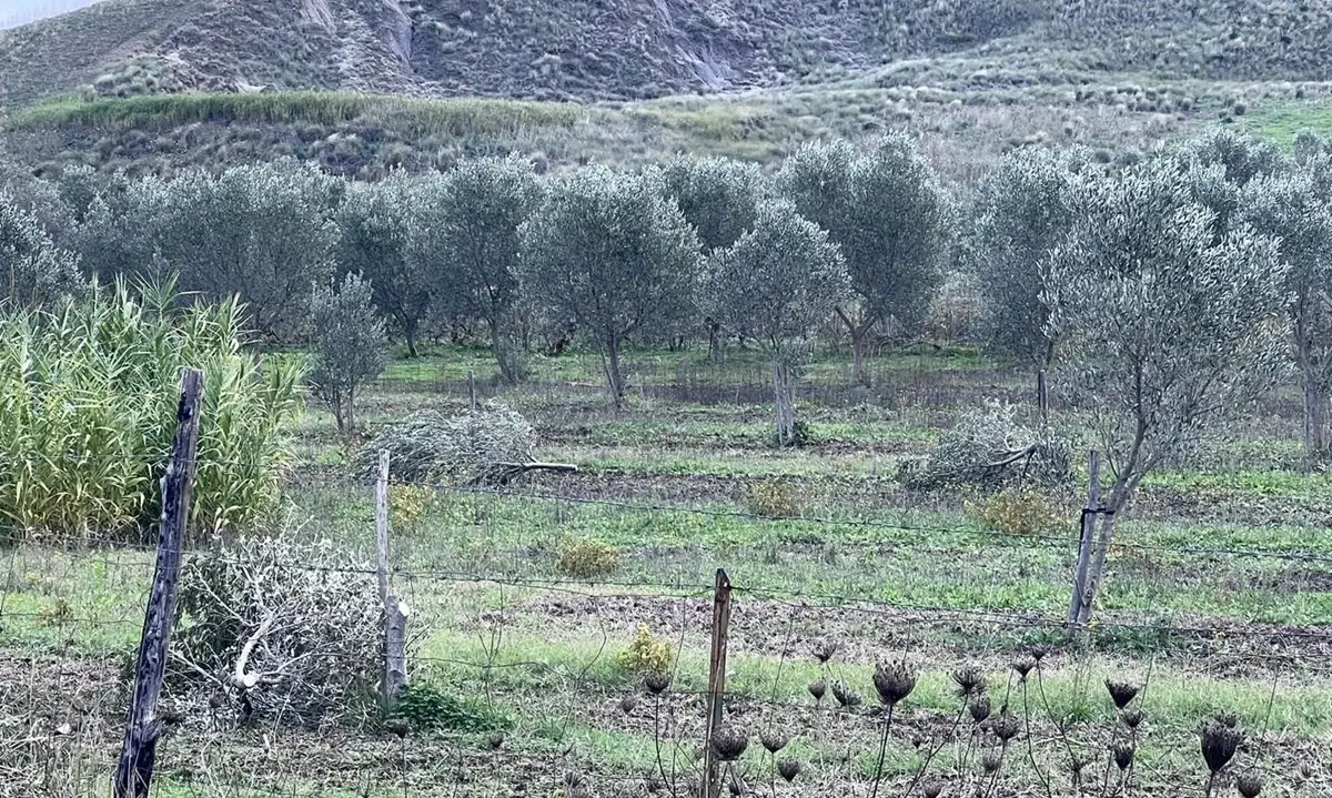 Intimidazione al sindaco di Roccabernarda: tagliate 15 piante di ulivo