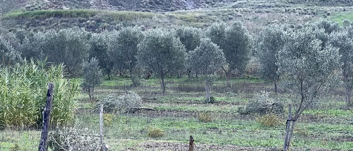 Intimidazione al sindaco di Roccabernarda: tagliate 15 piante di ulivo