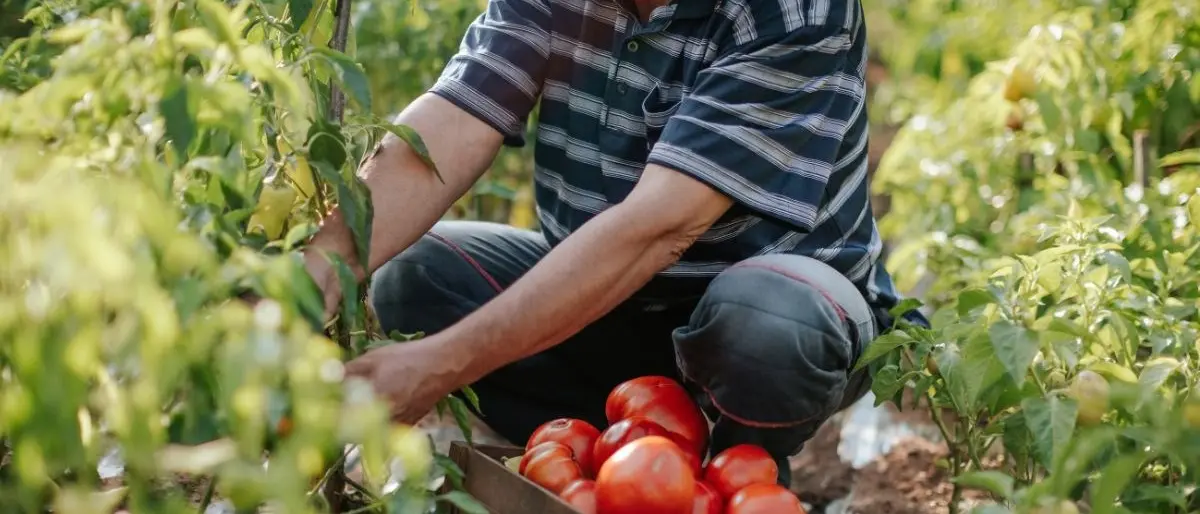 Sfruttamento del lavoro a Corigliano Rossano, personale di una cooperativa occupato in nero: due denunce