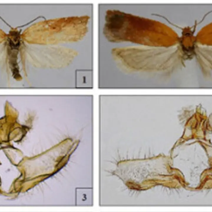 Acleris silana: identificata una nuova specie d’insetto in Calabria
