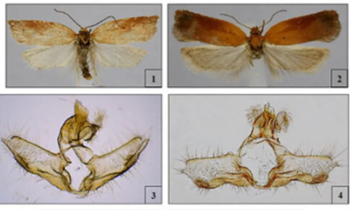 Acleris silana: identificata una nuova specie d’insetto in Calabria